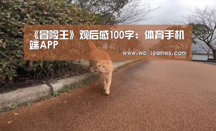 体育手机端APP