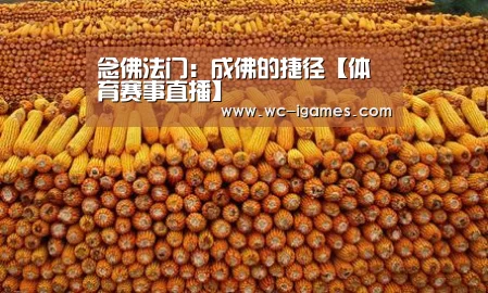 体育手机端APP