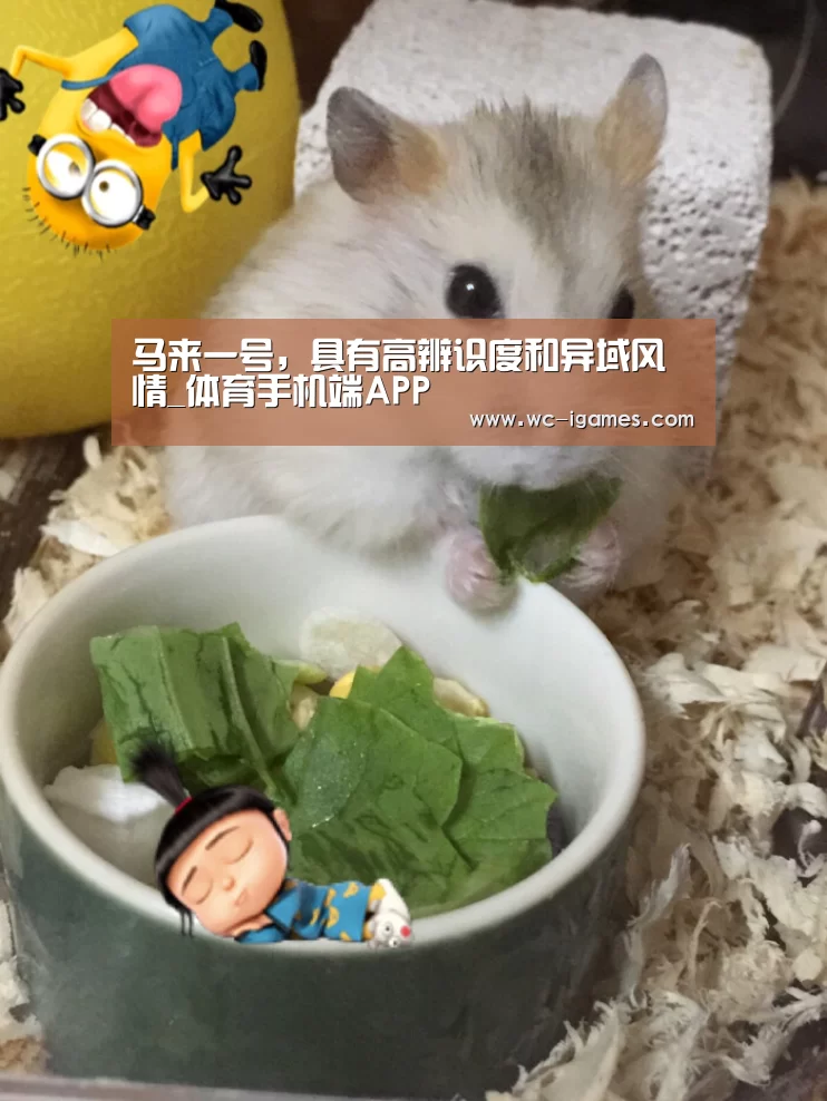 体育手机端APP