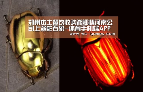 体育手机端APP